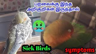 பறவைகள் இந்த அறிகுறிகள் இருந்தால் போதும் | Sick Bird's symptoms 😱 | பறவை தூங்கிக் கொண்டே இருக்குதா 🤢