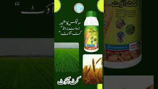 Solex cutout weedicide| Weedicides in Punjab| Weedicides in Pakistan| Solex chemicals multan| Weeds