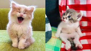 Baby Cats - Cute and Funny Cat Videos Compilation #25 | Aww Animals