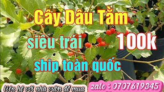 Cây Dâu Tằm Siêu Trái 100k .07/01/2024