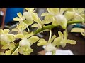 Unboxing orchids for sale: 15% off still alive!