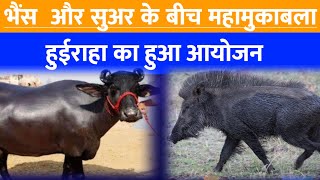 भैंस और सुअर के बीच महामुकाबला,हुईराहा का हुआ आयोजन #news96india #Madhepura #BiharNews