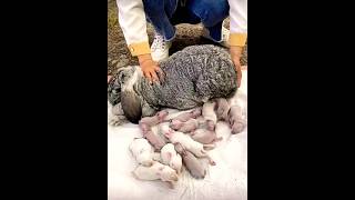 Rabbit giving birth👍#rabbit #rabbitbaby #trending #shorts