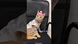 ネッコ動画見て癒されたら寝ろｗｗｗ #動物 #猫 #2ch動物スレ