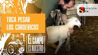 Toca pesar los cordericos con la romana. Ángel Enfedaque