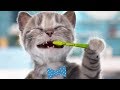 Cute Kitten Preschool - Cartoon animation education | Chapter 1