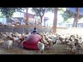 BÂTIMENT D’ÉLEVAGE AVICOLE: POULETS DE CHAIRS OU POULES PONDEUSES|CHAUFFAGE DES POUSSINS PONTES #20