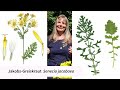 jakobs greiskraut senecio jacobaea