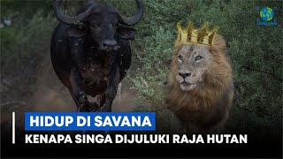 Kenapa Singa Dijuluki Raja Hutan Bukan Savana⁉️ Hewan Apa yang Ditakuti \u0026 Bisa Mengalahkan Singa?