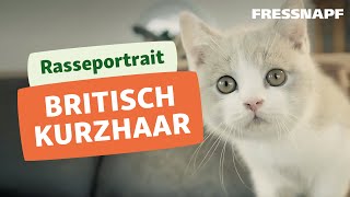 Britisch Kurzhaar Rasseportrait | FRESSNAPF