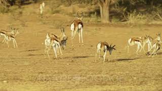 Springbok - group pronking