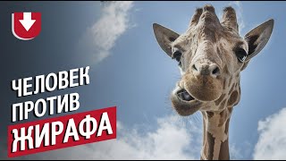 Мужчина залез на жирафа в зоопарке