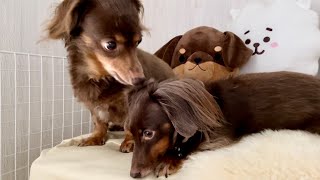 元気がない妹犬を不器用ながらに心配する兄犬に感動と笑いをどうぞ【チワックスとダックスフンド】