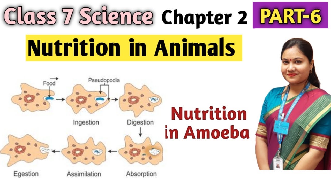 Nutrition In Animals | NCERT Science Class 7 Chapter 2 Nutrition In ...