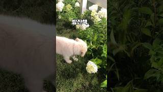 밤산책, 귀여운 까불이 , 언니 신발로 신이 났어요. #강아지일상 #반려견 #강아지산책