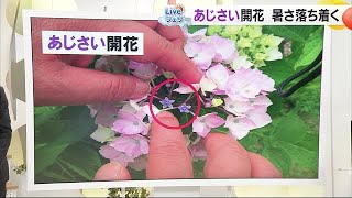 松山地方気象台　全国で最も早く「アジサイ」の花が開花　過去最早【愛媛】 (24/05/22 21:00)