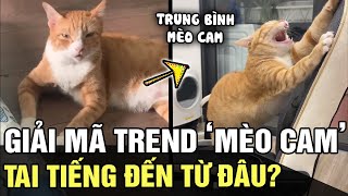 Giải mã trend MÈO CAM: TAI TIẾNG thế nào mà bỗng dưng mang danh 'NGÁO NHẤT' mạng xã hội | TB TREND