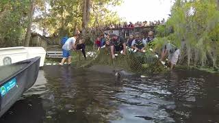 How long are manatees in rehabilitation for?