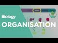Levels of organisation an organism | Cells | Biology | FuseSchool
