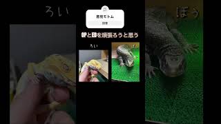 動画作成にも力を入れていきたいと思いますまる　#爬虫類 #reptile #レオパードゲッコー #サバンナオオトカゲ #サバンナモニター #ヒョウモントカゲモドキ #キタアオジタトカゲ #ニホンヤモリ