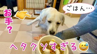 お手が下手すぎるうちのラブラドールみみ【子犬】#88 Labrador Mimi is so bad at giving her paw