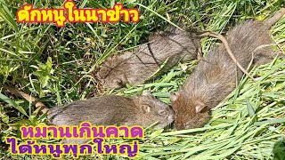 ดักหนูในนาข้าว เจอจังๆหนูพุกใหญ่ไซส์โล หมานเกินคาด