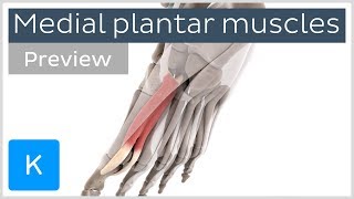 Functions of the medial plantar muscles of the foot (preview) - Human 3D Anatomy | Kenhub