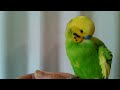 セキセイインコの羽繕い