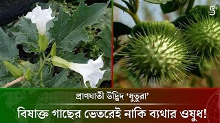 ধুতরা গাছ বিষাক্ত নাকি ঔষধি, বিজ্ঞান কী বলে? || Datura Plant: Identification and Medicinal Uses