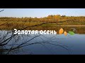 Золотая осень на реке Ветлуга.