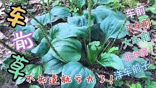 车前草的品种 平车前 车前 大车前 北车前 窄叶车前 宽叶车前 洋车前子