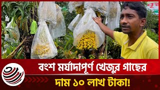 বংশ মর্যাদাপূর্ণ খেজুর গাছের দাম ১০ লাখ টাকা! | 10 Lakh Tk Tree | Morning Times