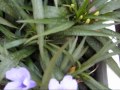 翠蘆莉 ruellia brittoniana