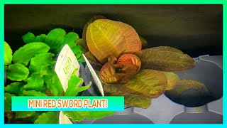 RED RENI SWORD - AQUARIUM PLANT CARE GUIDE