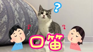 【???】飼い主の口笛に困惑する子猫が可愛すぎる...