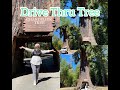 Chandelier Tree - Drive Thru Tree / Reedwood National Park California