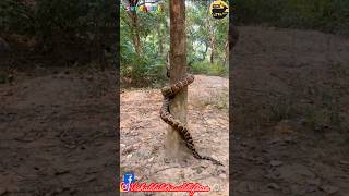 Python climbing on the tree#python #snake #snakeconservation #snakebite #cobra #cobrasnake #anaconda