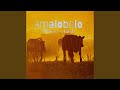 Amalobolo