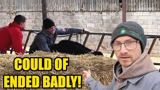 I GOT FLATTENED BY A CALF!