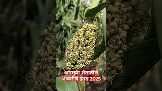 आमच्या शेतातील भाकरीचे झाड 2025#भाकरी #ज्वारी #शेतकरी #बागादारshetkari #marathi #योग