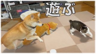 仲良くなってきた柴犬と元野良猫が遊ぶ姿はこちらです