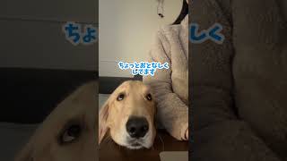 データ削除を覚えたコロッケ#大型犬 #ゴールデンレトリバー #愛犬 #犬との暮らし