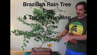 Brazilian Rain Tree Bonsai Tips & Tricks plus pruning