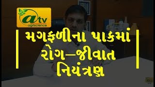 મગફળીના પાકમાં રોગ-જીવાત નિયંત્રણ