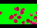 flying flower petals free green screen video chromakey green background