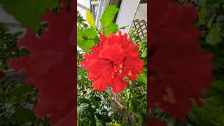 빨간  하와이 무궁화꽃   red hawaiian hibiscus flower