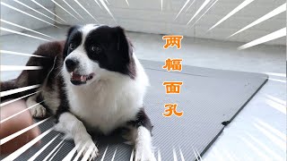 边牧为啥不能当警犬，还不是太聪明，啥都知道【阿尔法是只边牧】