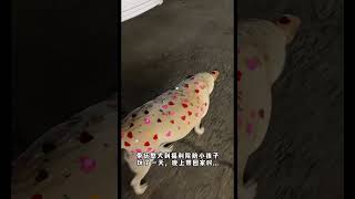 小花弄得... 我的萌宠萌宠出道计划治愈精神抚慰犬狗狗@DOU+小助手