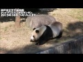 王子動物園のパンダ タンタン ベストカット3分 2015年10月17日