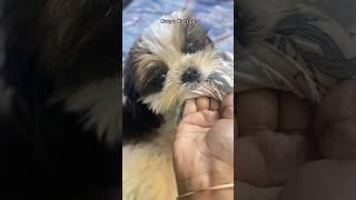 எப்படி திட்டுறது இவன ⁉️ #cute #shihtzu #shortsfeed #mangokuttan